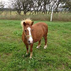Anden særlig race Spooky