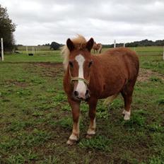 Anden særlig race Spooky