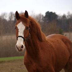 Dansk Varmblod Engholms Windcome