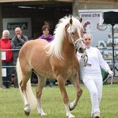 Haflinger Gandrupgårds Nazim