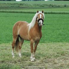 Haflinger Gandrupgårds Nazim