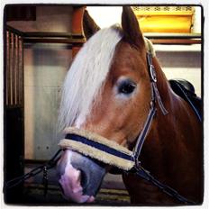 Haflinger Gandrupgårds Nazim