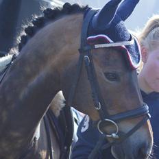 New Forest Elmerhøjs Bastian