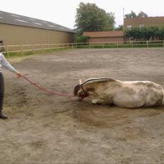 Fjordhest Ingegaard's Océ (Elvis)