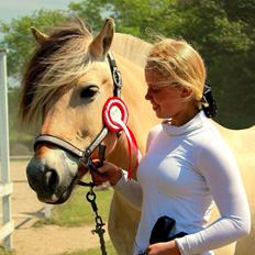 Fjordhest Ingegaard's Océ (Elvis)