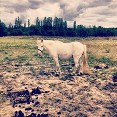 Welsh Mountain (sec A) Prinz