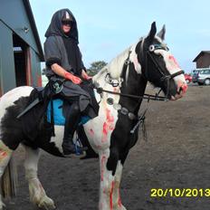 Irish Cob Storm Vinds Thor