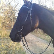 Trakehner Steinberg E (Spartacus)