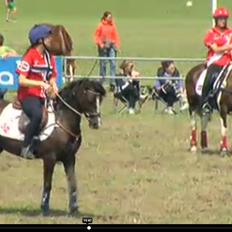 Welsh Pony (sec B) Rozalien O.S