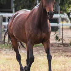 Fuldblod (XX) Baseline