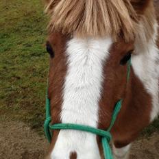 Anden særlig race Prinsesse Abba (Silke)