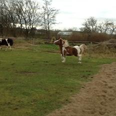 Anden særlig race Prinsesse Abba (Silke)