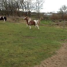 Anden særlig race Prinsesse Abba (Silke)
