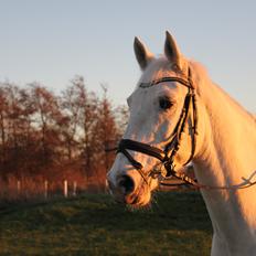 Knabstrupper Gabarni
