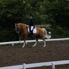 Palomino Berlinetto B-pony!