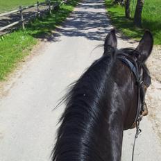 Dansk Varmblod Taarupgaards Cupid
