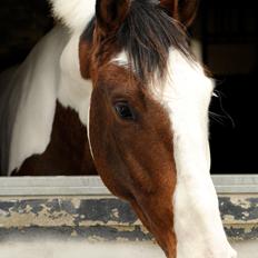 Pinto Enekær's Sambatino *Årets land og fritid hest*