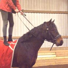 Anden særlig race Dumle<3 