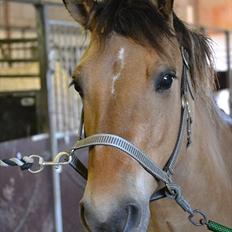 Anden særlig race Arisma