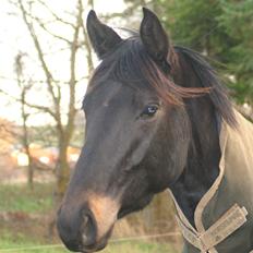 Trakehner Corvette af Bakkely