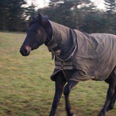 Trakehner Corvette af Bakkely