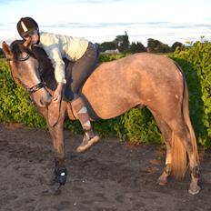 DSP Lundgårds Castillo