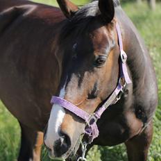 DSP Castellana Kærlund