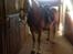 Haflinger Gandrupgårds Nazim