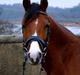 Tysk Sportspony Afrodite Rygaard - solgt til NORGE