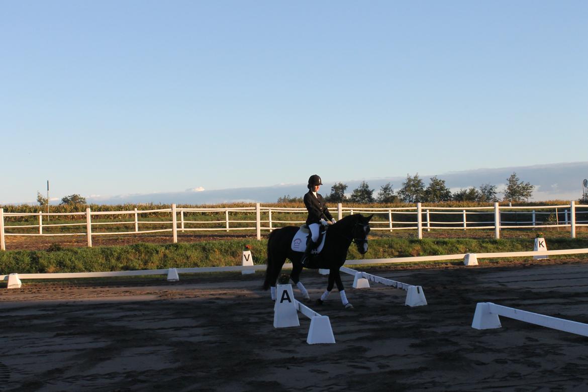 Anden særlig race Anomenens Gipzy Queen billede 17