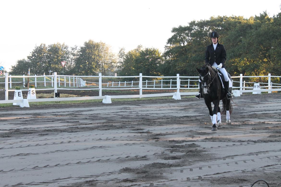 Anden særlig race Anomenens Gipzy Queen billede 18