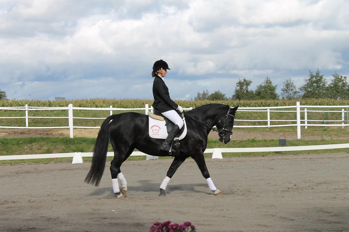 Anden særlig race Anomenens Gipzy Queen - Op ad midterlinjen da klassen var slut :D billede 8