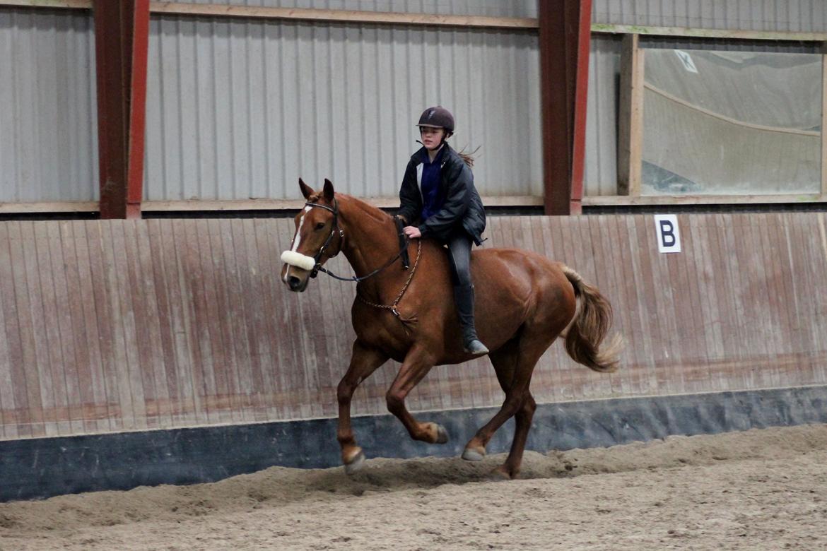 Frederiksborg Frederikke Høghøj - Første gang i sidepull!<3 billede 6