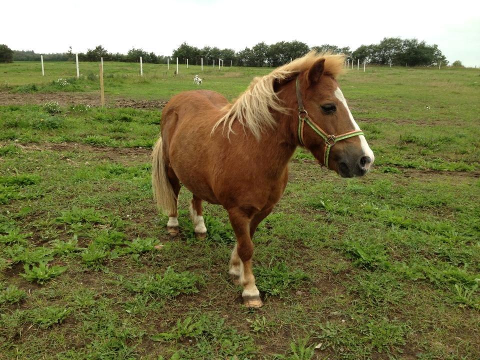 Anden særlig race Spooky billede 2