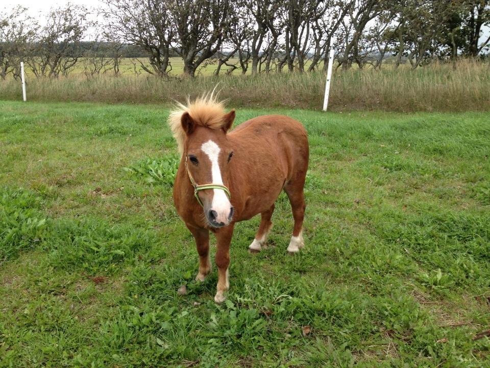 Anden særlig race Spooky billede 3