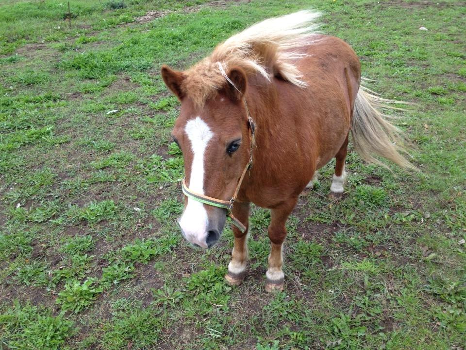 Anden særlig race Spooky billede 4