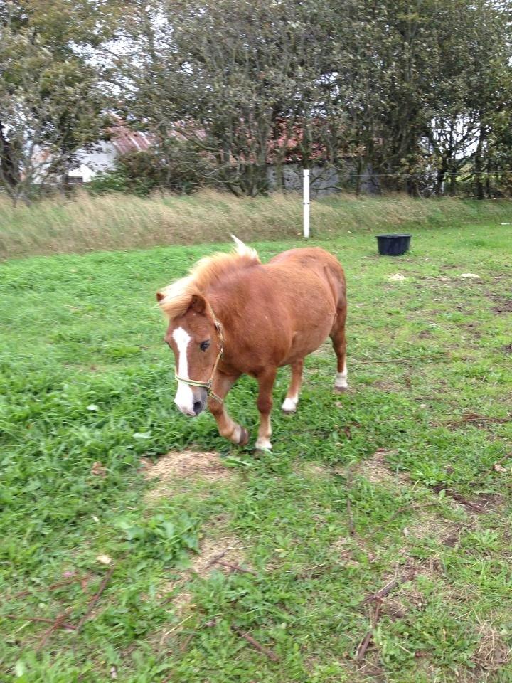 Anden særlig race Spooky billede 5