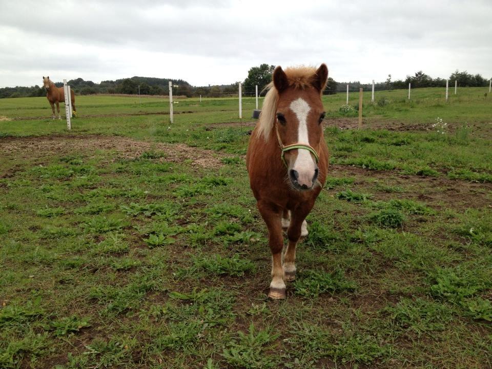 Anden særlig race Spooky billede 6