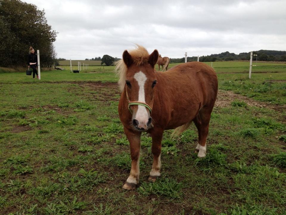 Anden særlig race Spooky billede 1
