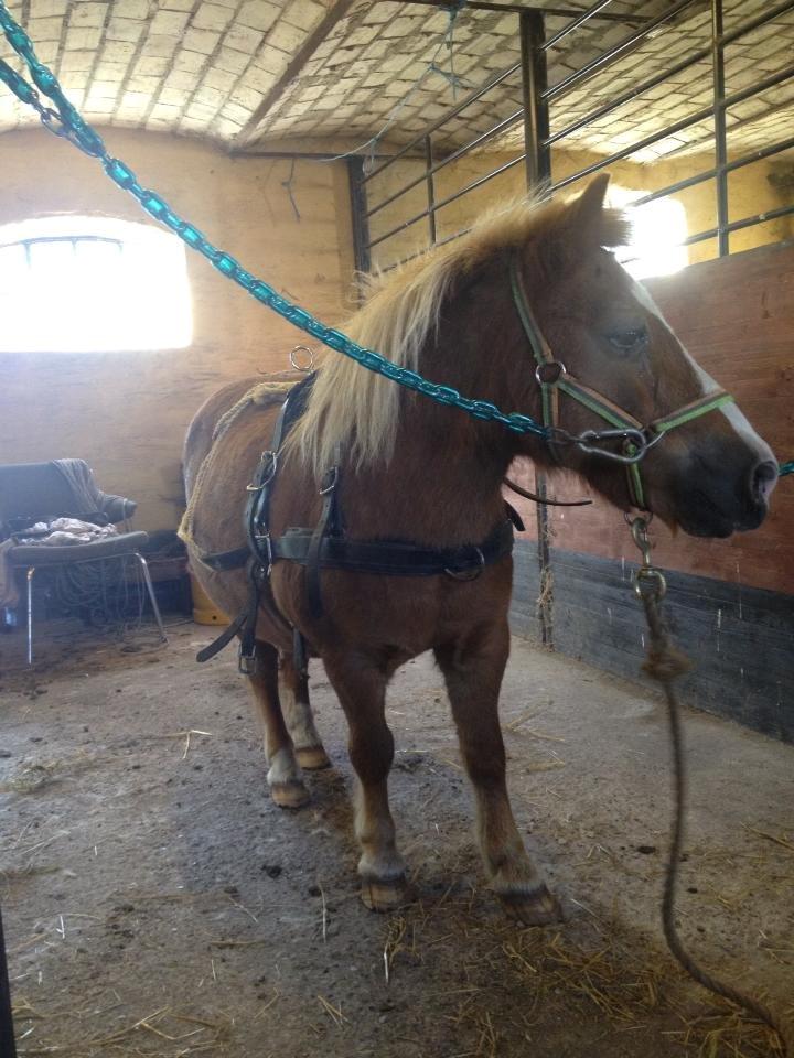 Anden særlig race Spooky - sele på for første gang billede 7