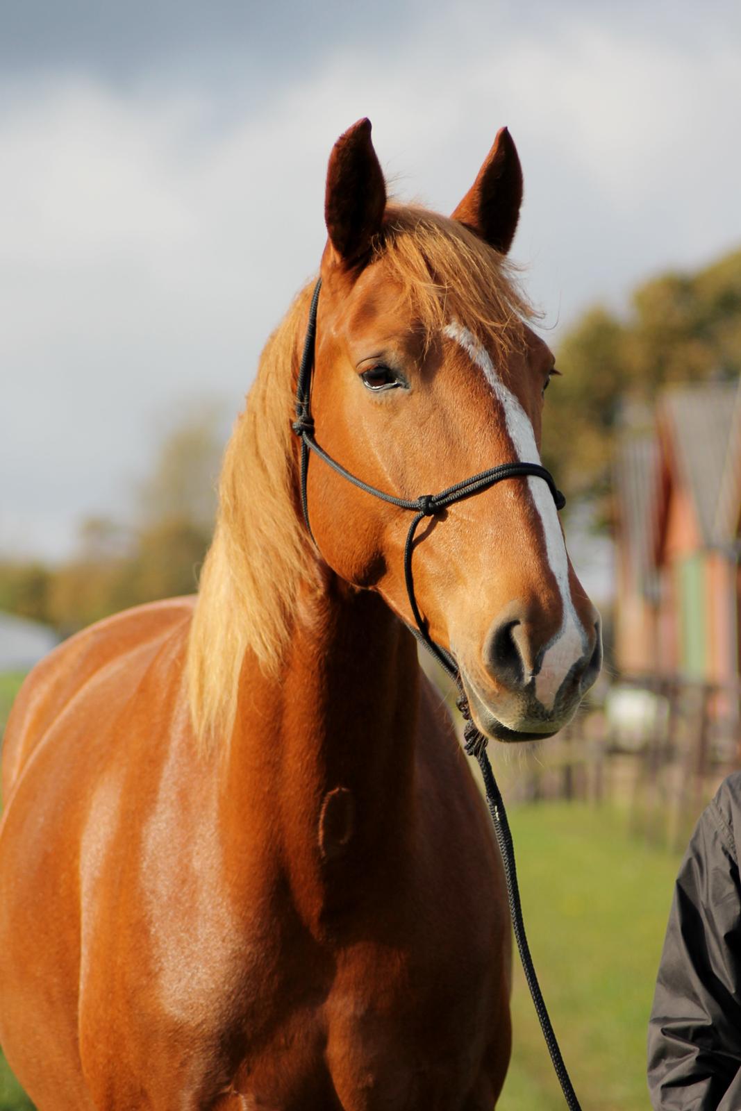 Frederiksborg Frederikke Høghøj - <3 billede 13