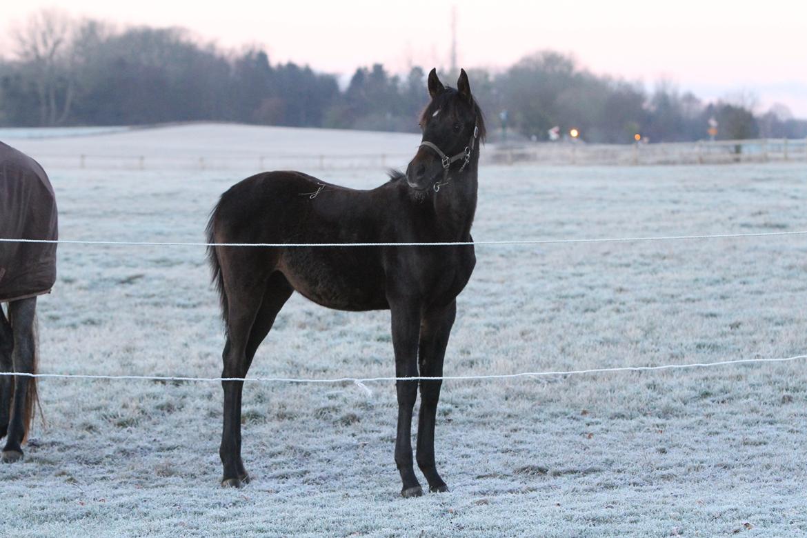 Arabisk fuldblod (OX) SAF Jamar Z - 26- november 2013 billede 39