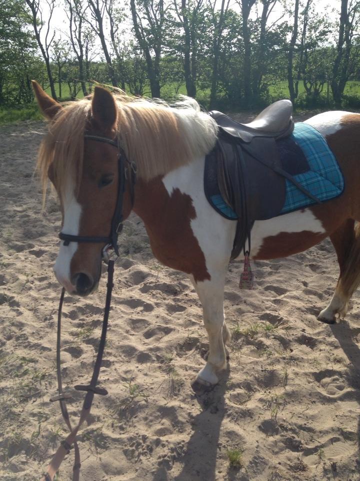 Anden særlig race Shiney *solgt* billede 9