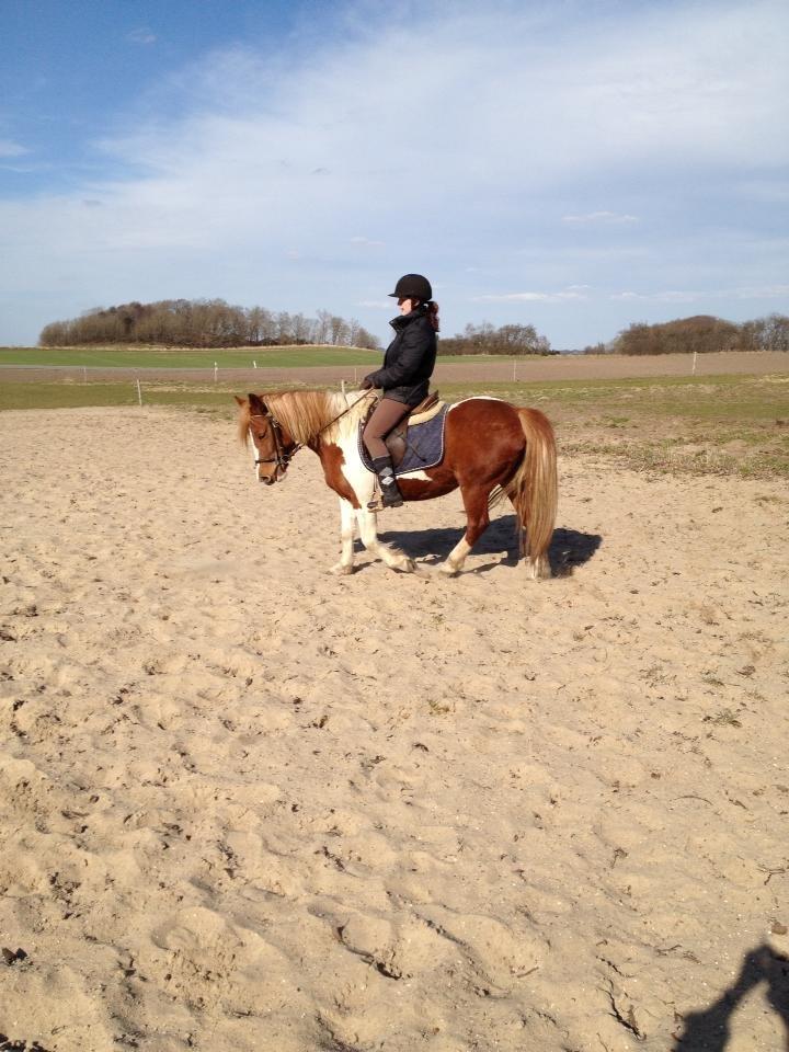 Anden særlig race Shiney *solgt* billede 11