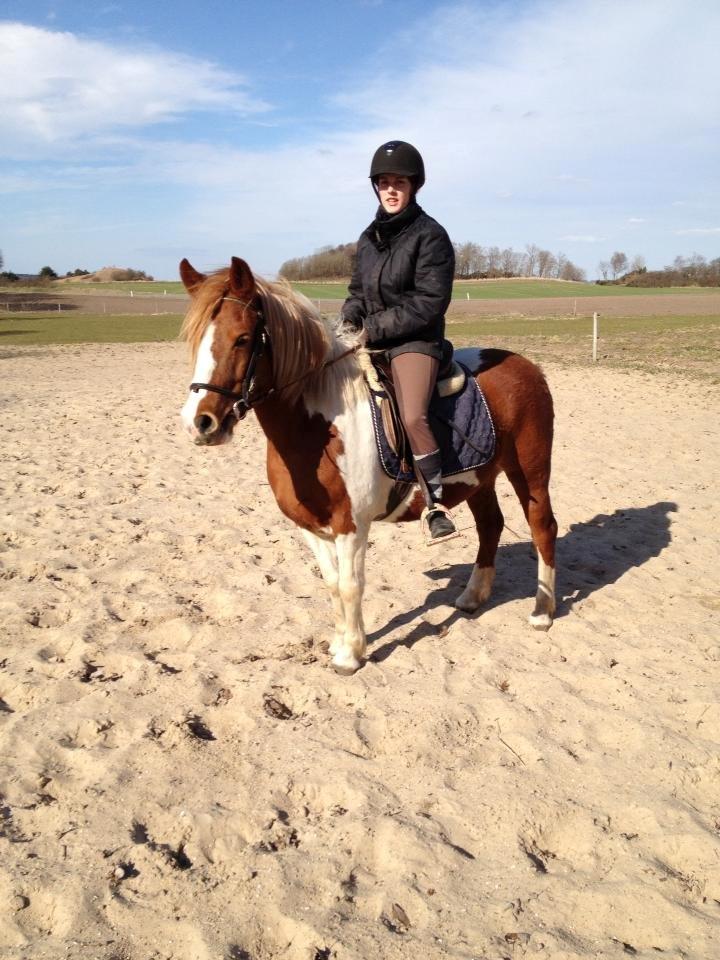 Anden særlig race Shiney *solgt* billede 12