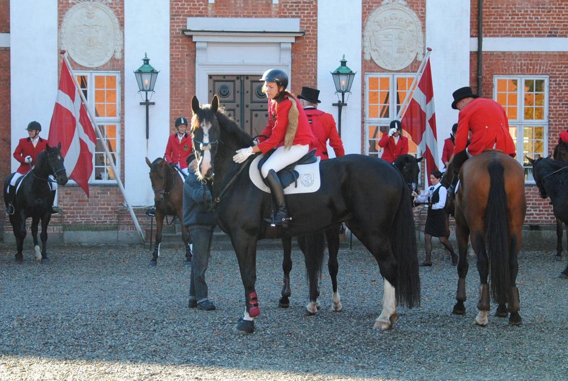 Oldenborg Højbodals Miki - Hindsgavl rævehale jagt 2013.
Miki´s dubut som rævehest billede 1