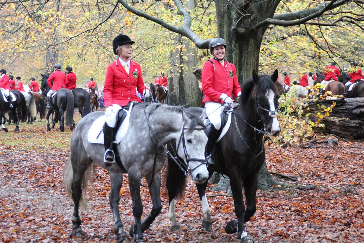 Oldenborg Højbodals Miki billede 8