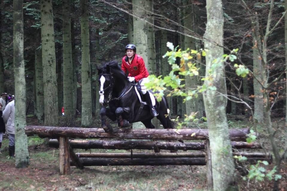 Oldenborg Højbodals Miki - Jydsk Hubertus jagt 2013 billede 19