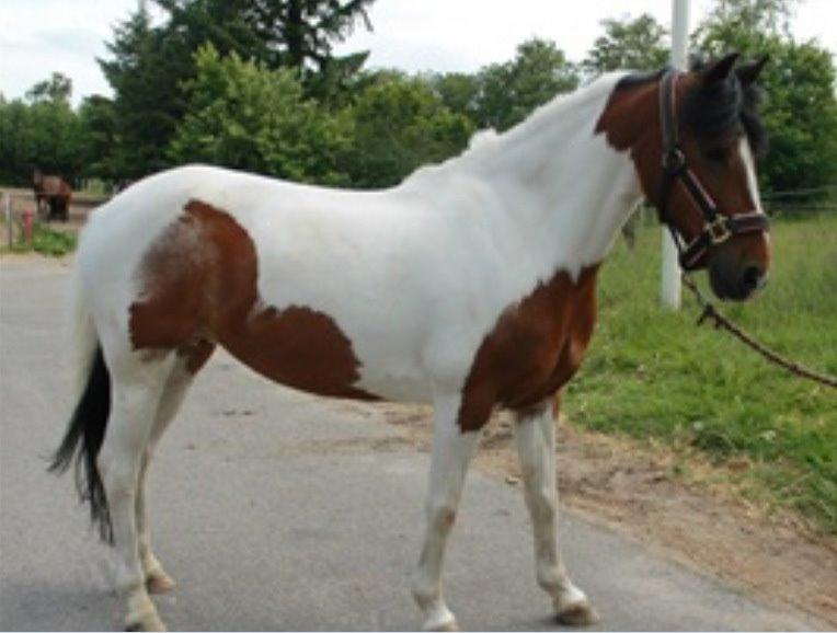 Pinto Gaisha - Min smukke Geisha<3<3 billede 13