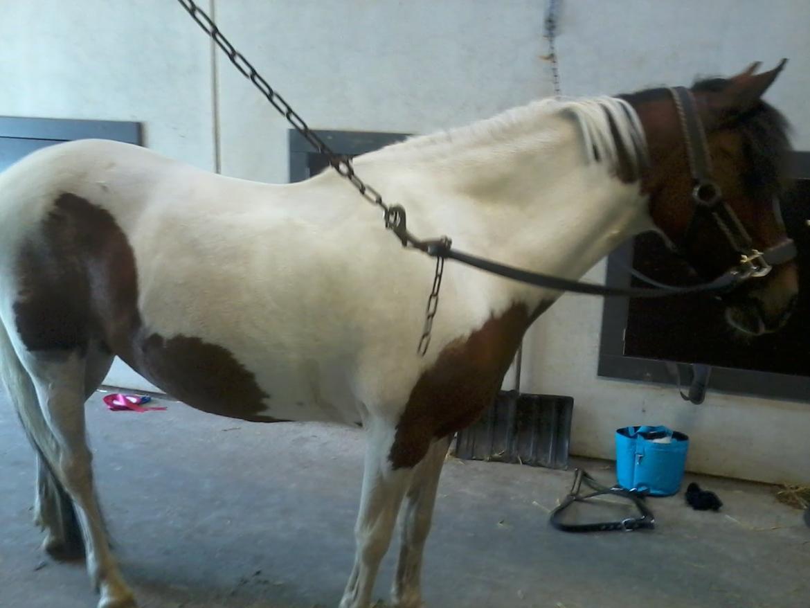 Pinto Gaisha - også et af de aller første billeder jeg tog af hende<3 billede 15